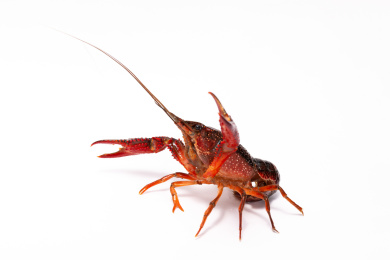 一只小龙虾活体白底图