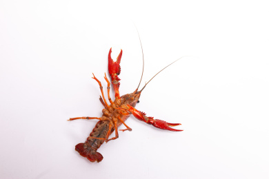 一只小龙虾活体白底图