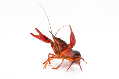 一只小龙虾活体白底图
