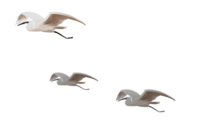 小清新风格白鹭鸟天空飞翔插画元素