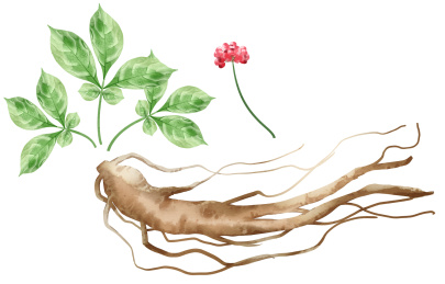 水彩风格中草药植物人参插画元素