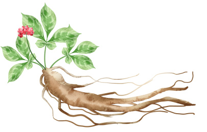 水彩风格中草药植物人参插画元素