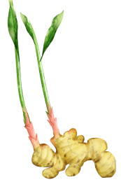 水彩风格中草药植物生姜插画元素