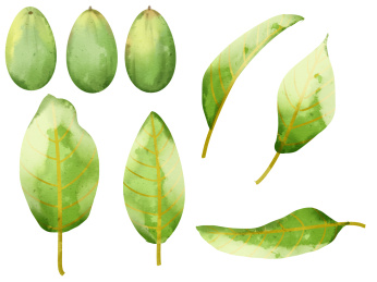 水彩风格水果中药植物青橄榄插画元素