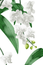 水彩风格植物花卉兰花插画元素