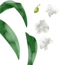 水彩风格植物花卉兰花插画元素