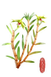 水彩风格中草药植物铁皮石斛插画元素