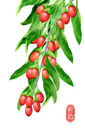 水彩风格中草药植物枸杞树枝插画元素