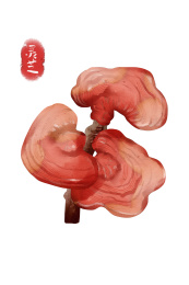  水彩风格中草药植物灵芝插画元素