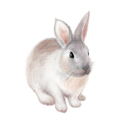 卡通手绘小动物可爱兔子插画