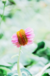 夏季清静美丽色彩斑斓的松果菊