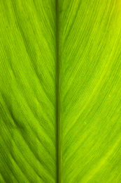 透过阳光看到的绿色叶子背面的纤维纹理