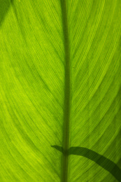 透过阳光看到的绿色叶子背面的纤维纹理