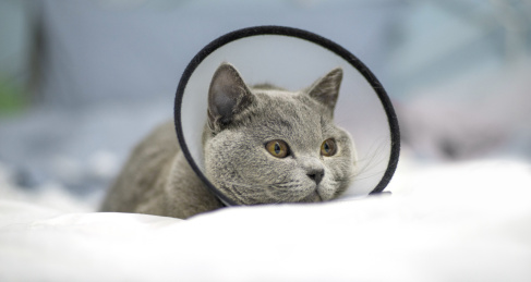 一只在宠物医院等待治疗的嘶吼的英短蓝猫