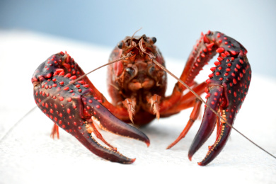 红色的小龙虾两只大虾钳的特写
