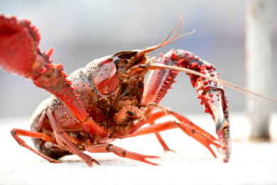 一只红色的小龙虾侧面特写