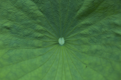 夏天一片翠绿的荷花叶背景特写