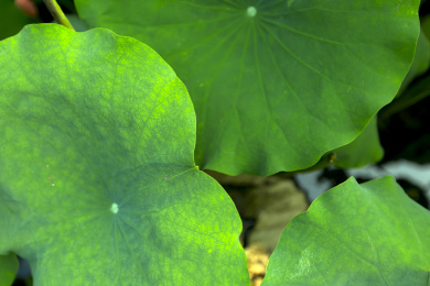 夏天盛开的翠绿的荷叶特写