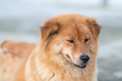 一只黄色毛发的大狗半身像