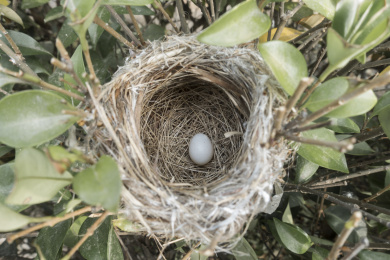 树丛的鸟窝里有一只刚下的鸟蛋