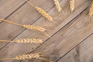 古旧木板背景上摆放整齐的金黄色的麦穗