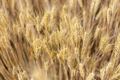 中国青岛夏天成熟的金黄色麦田