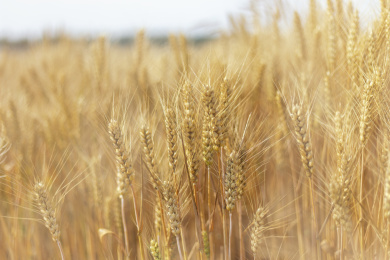 中国青岛夏天成熟的金黄色麦田