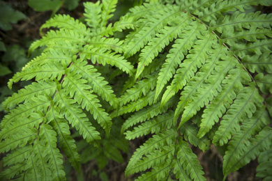 夏天生长的森林中翠绿新鲜的中草药材叶子