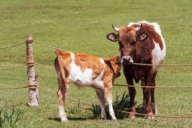 正午时分,牧场里的母牛和小牛犊