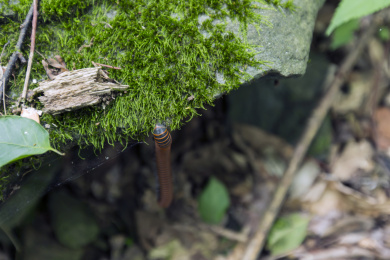 一条千足虫挂在艰险锋利的青石板上