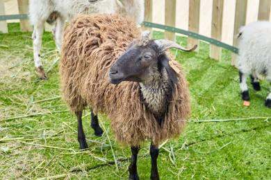 青海高原牧场里畜养着一保棕色的藏系线绵羊
