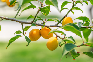 夏季枝头绿叶掩映中的橙黄色的杏