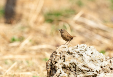 歌声嘹亮，喜欢高低跳跃的鹪鹩