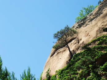 中国辽宁省鞍山市千山风景区无量观可怜松