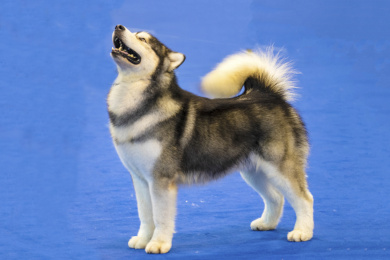 一只站立的阿拉斯加雪撬犬