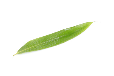 白色背景上的粽叶素材