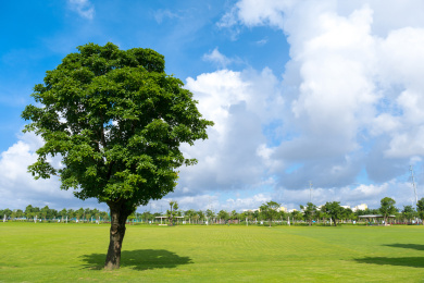 蓝天白云下公园草地上的一棵大树