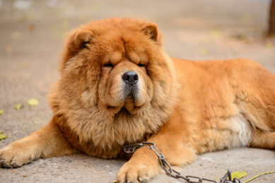 中国西藏松狮犬 松狮