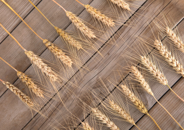 木板背景上两排排列整齐的金黄色麦穗