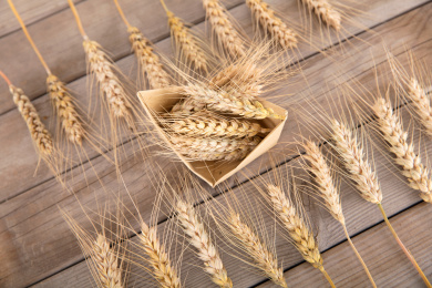 木板背景上两排排列整齐的成熟麦子和两排之间夹着载有麦穗的纸船