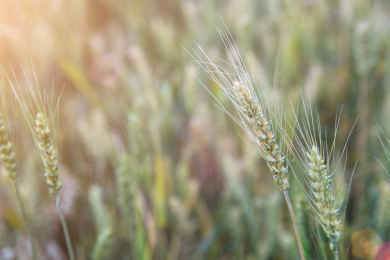 由青变黄即将成熟的小麦麦穗特写