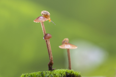 绿色背景下蜗牛爬行在雨后草地上长出的小菌菇上