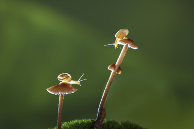 蜗牛爬行在雨后草地上长出的小菌菇上