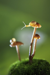 雨过天晴蜗牛爬行在草地上的小菌菇上
