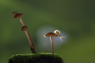 雨后草地上长出的小菌菇和一只蜗牛