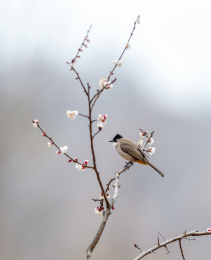 栖息于山脚平坝与丘陵地区混交林的黄臀鹎鸟