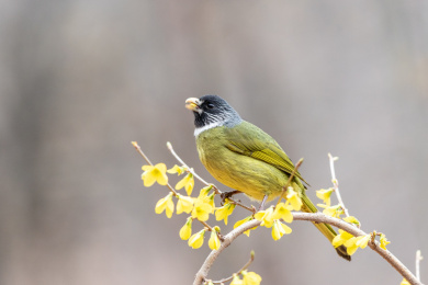 栖息于低山丘陵和山脚平原地区的领雀嘴鹎鸟