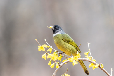 栖息于低山丘陵和山脚平原地区的领雀嘴鹎鸟