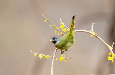 栖息于低山丘陵和山脚平原地区的领雀嘴鹎鸟