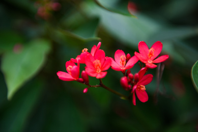 原产于西印度群岛的琴叶珊瑚花